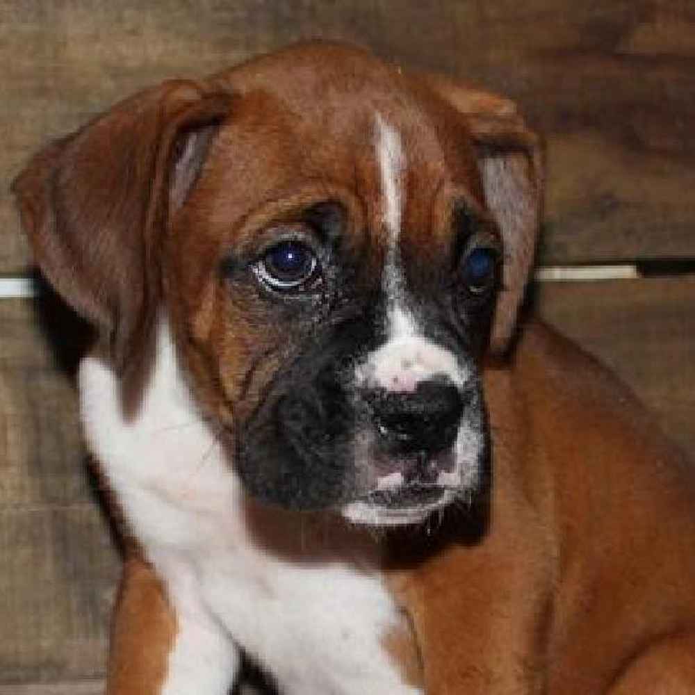 Boxer Puppies for Sale Chicago