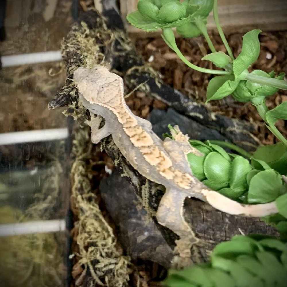 Unknown Crested Gecko Reptile for sale