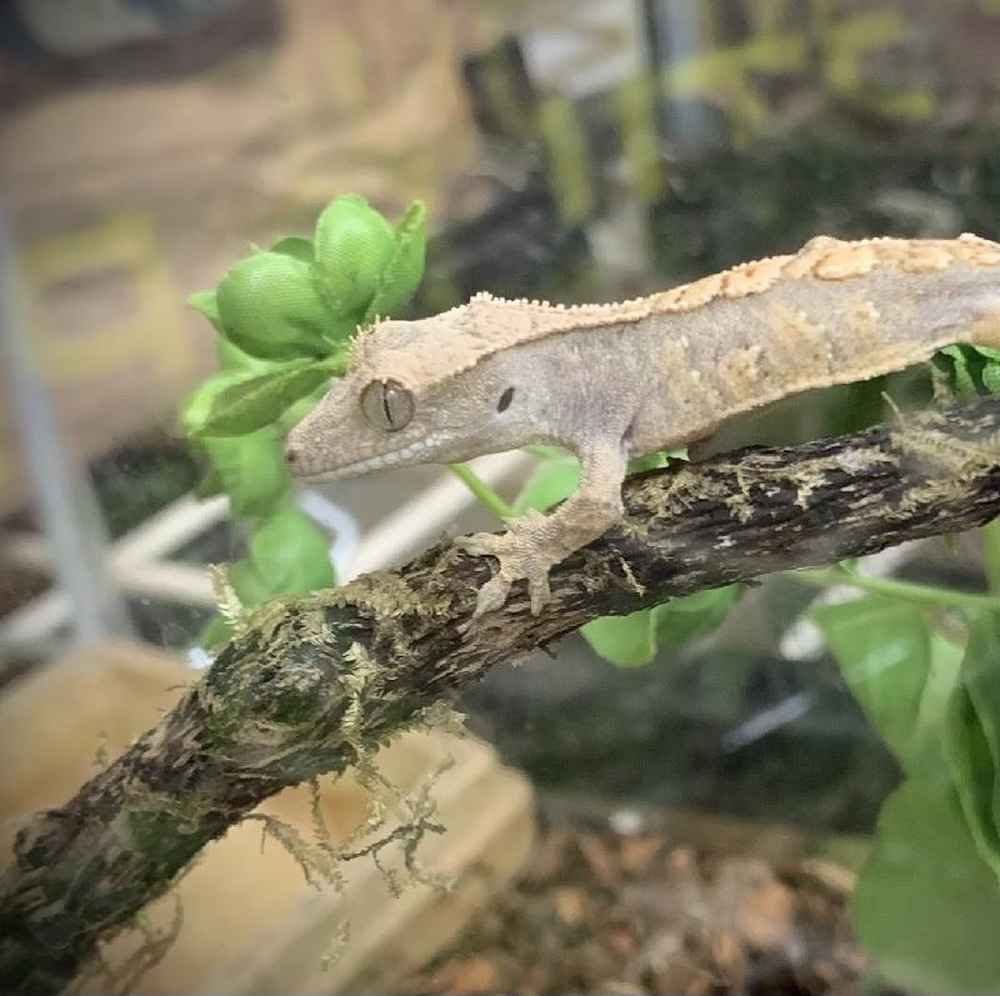 Unknown Crested Gecko Reptile for sale