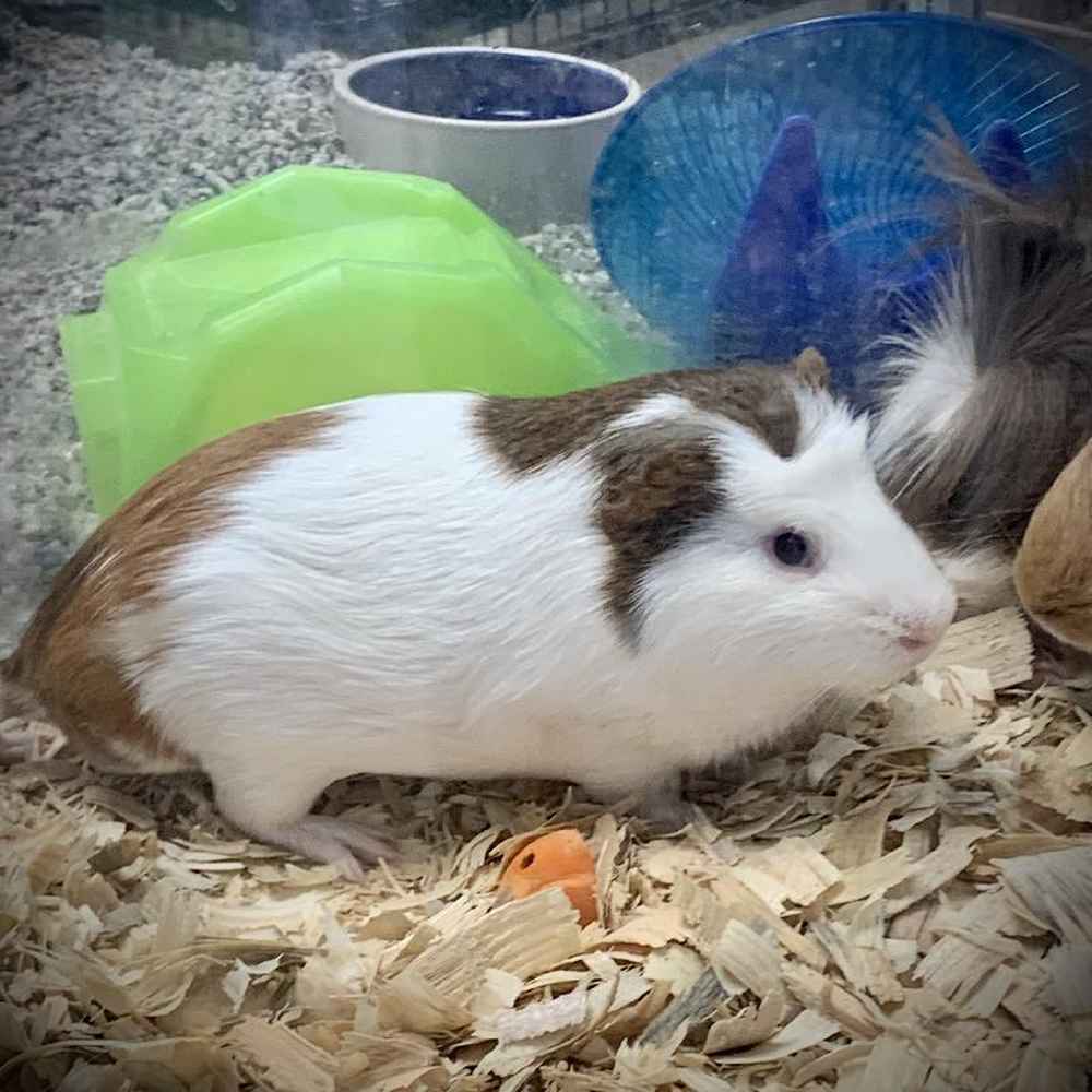 Male Guinea Pig Small Animal for Sale in Chicago, IL