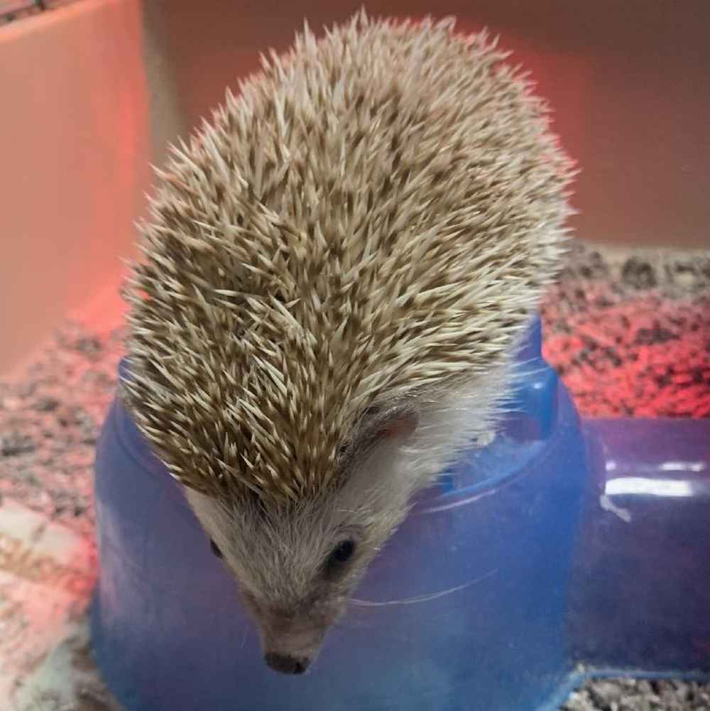Male Hedgehog Small Animal for Sale in Chicago, IL