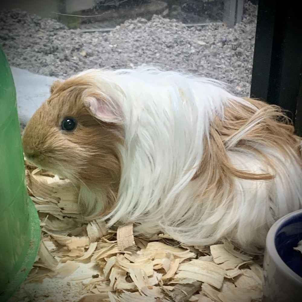 Female Guinea Pig Small Animal for Sale in Chicago, IL