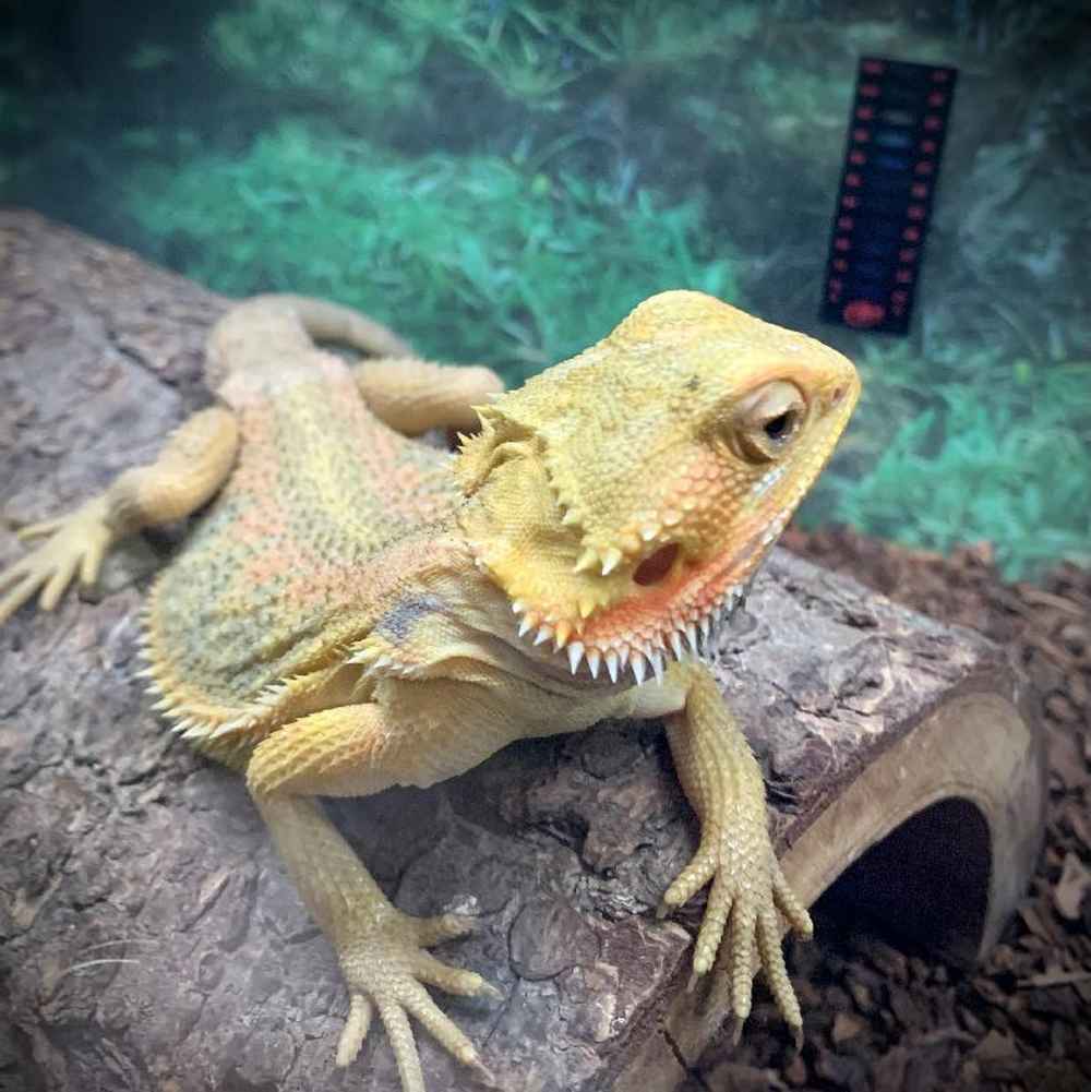 Male Bearded Dragon Reptile for Sale in Chicago, IL