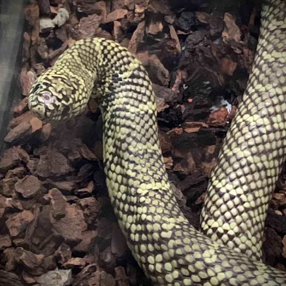 Unknown King Snake Reptile for Sale in Chicago, IL