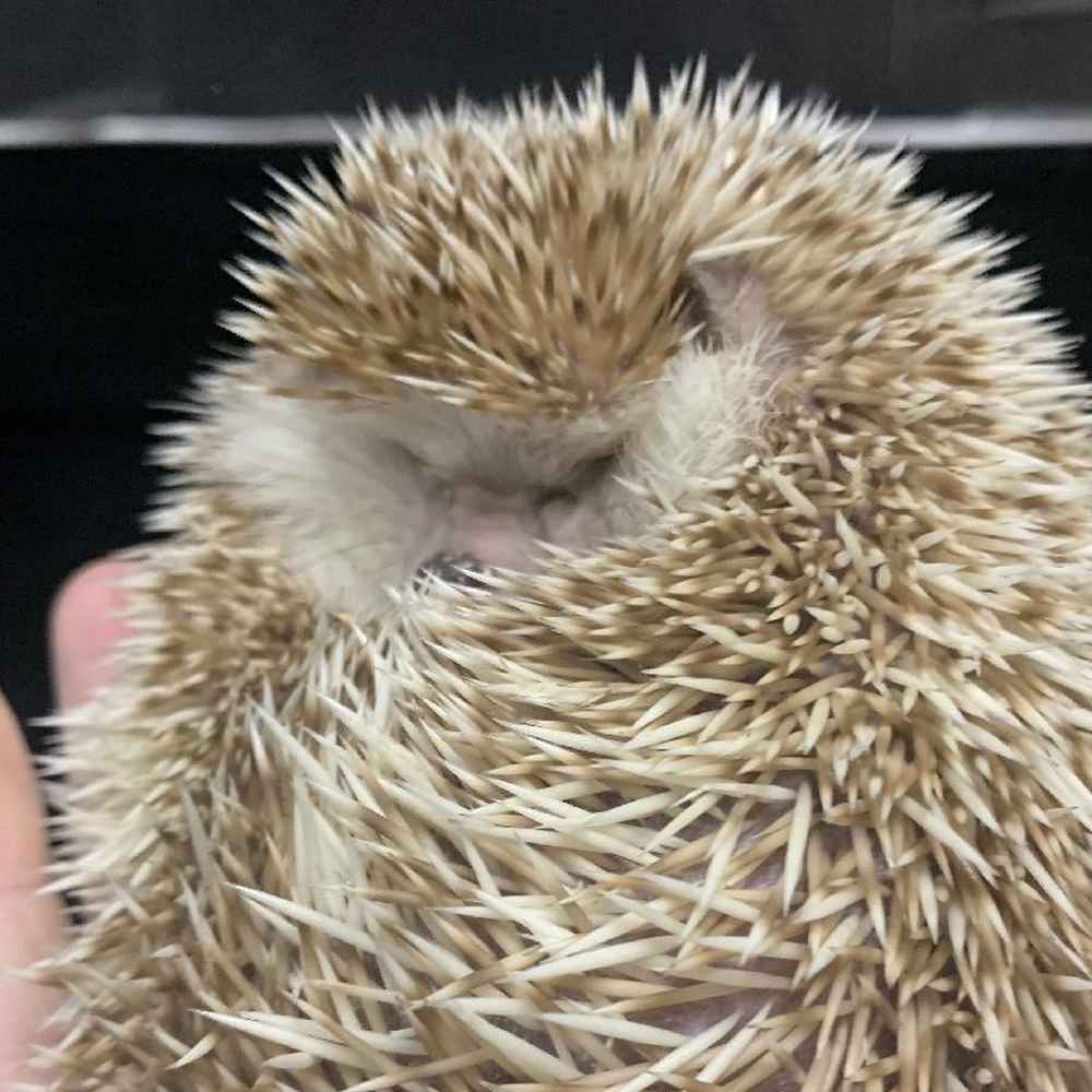 Male Hedgehog Small Animal for Sale in Chicago, IL
