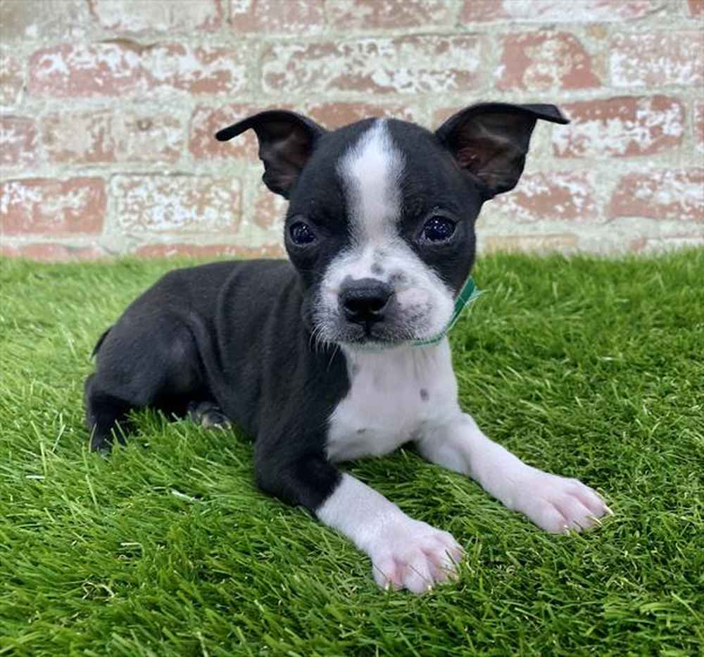 Boston Terrier Puppies for Sale Chicago