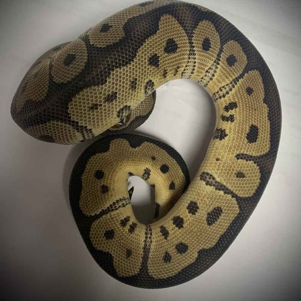 Unknown Ball Python Reptile for Sale in Chicago, IL